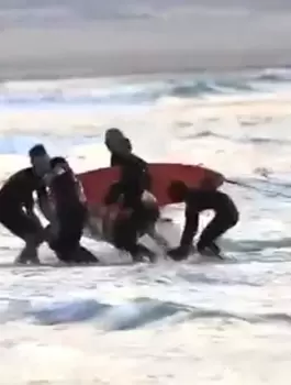 سمكة قرش
