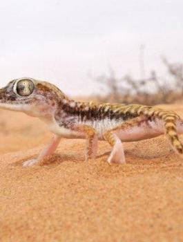 الابراص المصرية