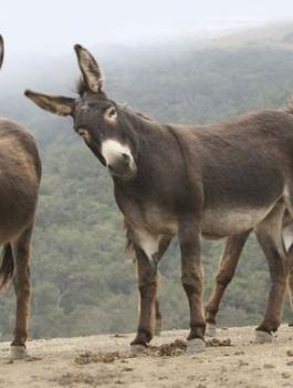 الحمير والطقس الحار