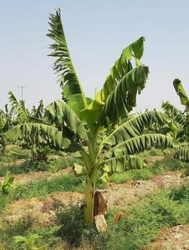 بردلة في الاغوار