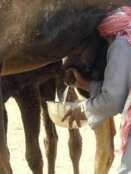 بول البعير
