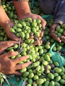 olive_picking_palestine_afp.jpg