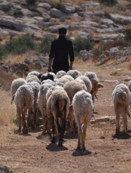 الجيش الاسرائيلي شرق بيت لحم