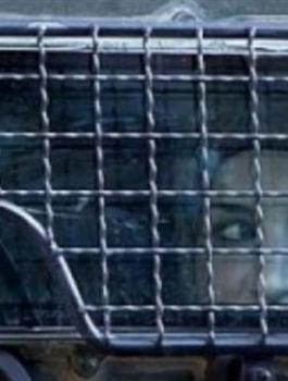 الاسيرات في السجون