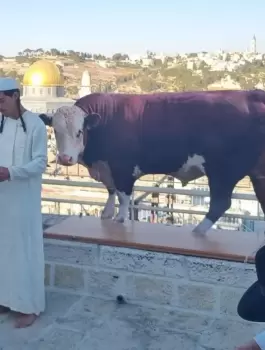 cow al aqsa x.jpg.webp