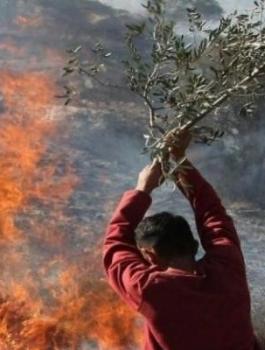 المستوطنون