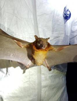bats_linfawang_wide-10f400fa798ca085c2a839996a379a71ef7b7e97.jpg