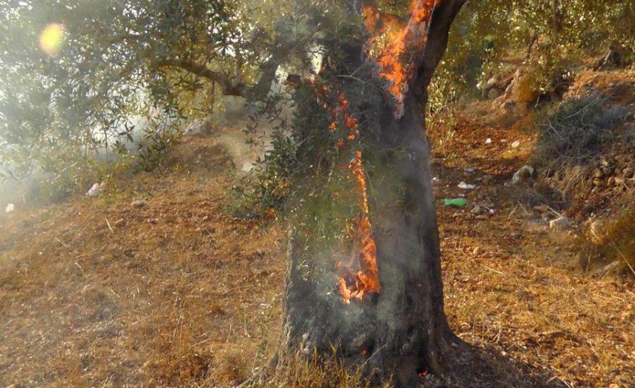 حرق اشجار زيتون في بورين 