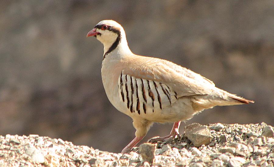 Chukar_Partridge_Leh