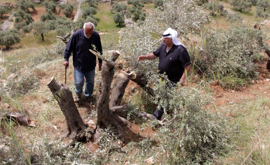 قطع اشجار زيتون في قصرة 