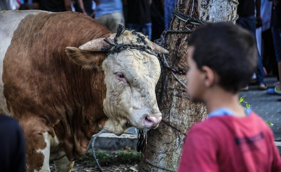 75 إصابة خلال ذبح الأضاحي في غزة