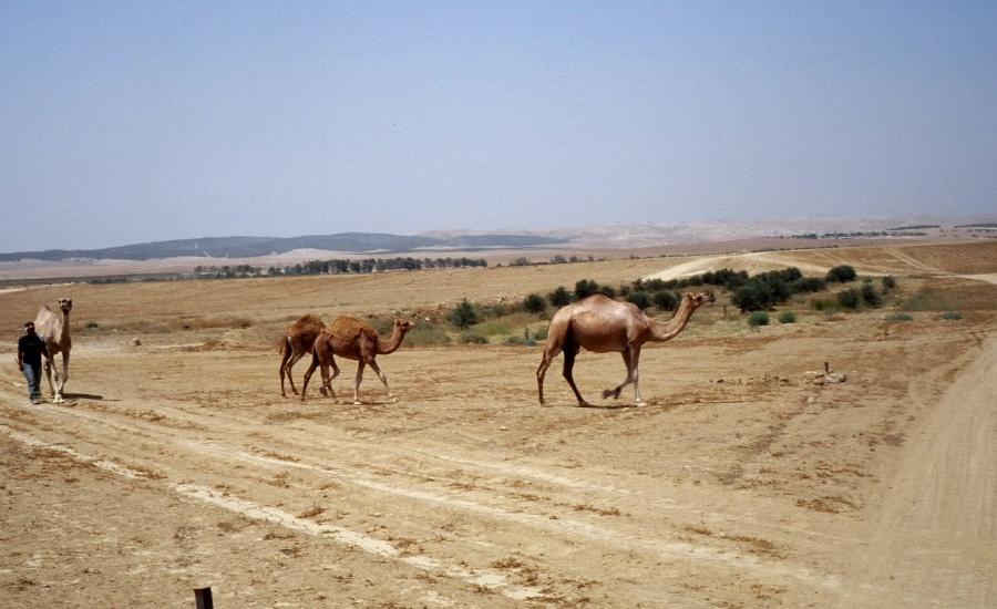 مصادرة النقب 