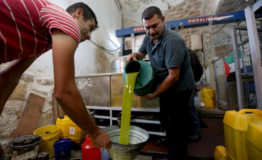 توقعات بانتاج 19 ألف طن من زيت الزيتون هذا العام في فلسطين