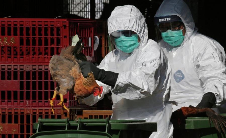انفلونزا الطيور في السعودية 