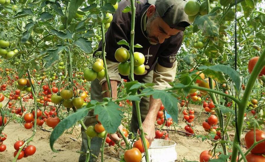 تعويض المزارعين في غزة 