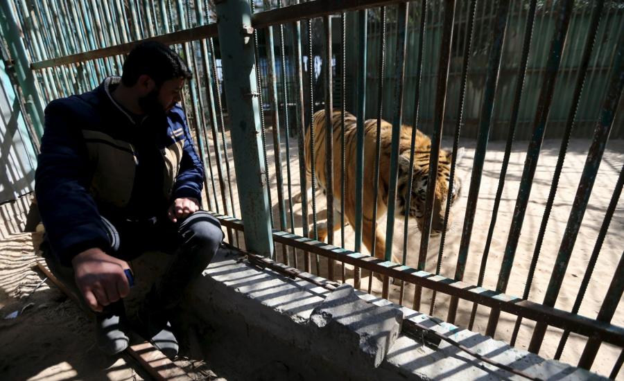 20160307135134reup--2016-03-07t135003z_726214042_gf10000336623_rtrmadp_3_palestinians-gaza-zoo_h