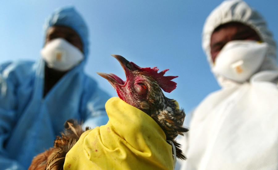 انفلونزا الطيور في اوروبا 