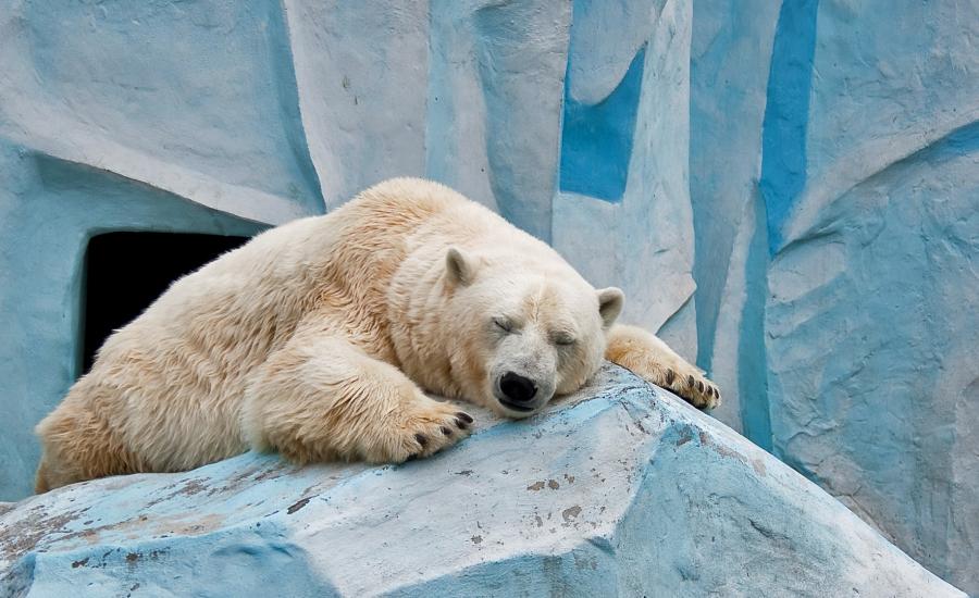 النرويج تقاضي اي شخص يقوم باخافة الدب القطبي وايقاظه من نومه 