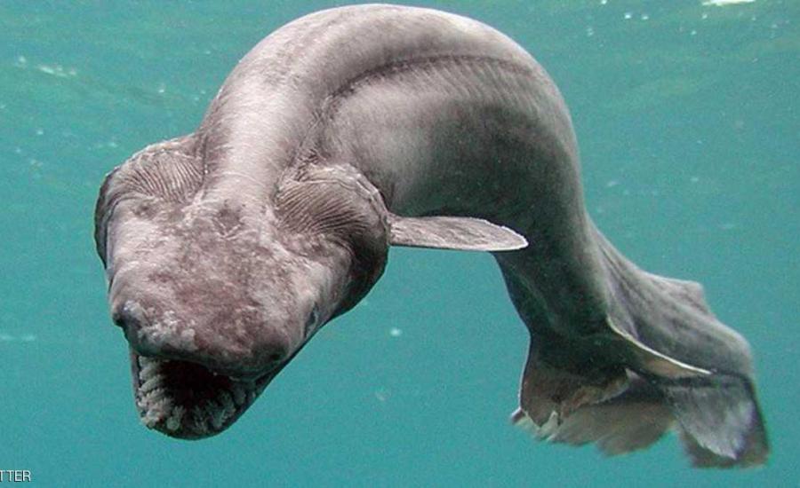 العثور على أقدم أسماك قرش في العالم يعود عصرها إلى عصر الديناصورات