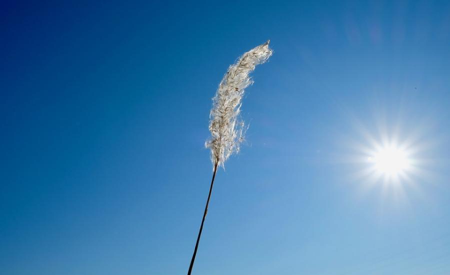 Pure-Winter-Simple-Wild-Grasses-Wind-Sun-Lovely-3917024