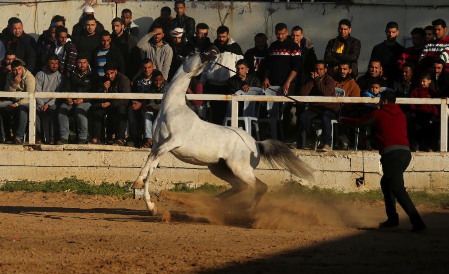 اسعار الخيول الاصيلة في غزة تتجاوز سيارة فارهة 