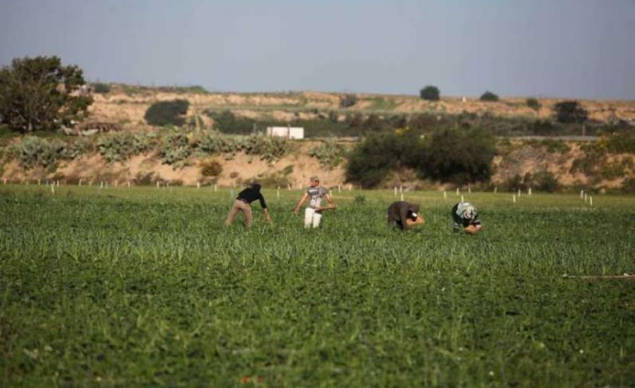 الاحتلال يفتح نيران أسلحته تجاه الأراضي الزراعية بغزة دون إصابات