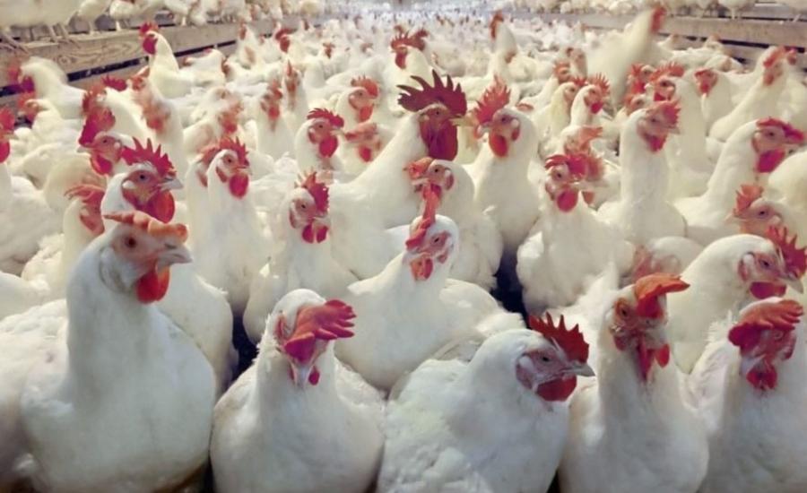 ضبط دجاج لاحم في غزة 