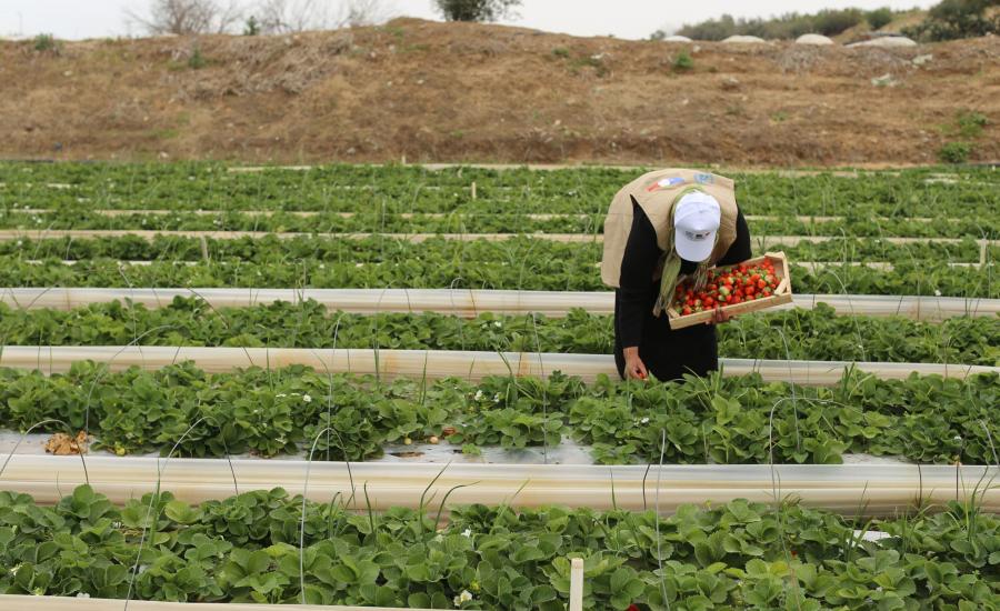 منحة مالية للمزارعين في قطاع غزة 