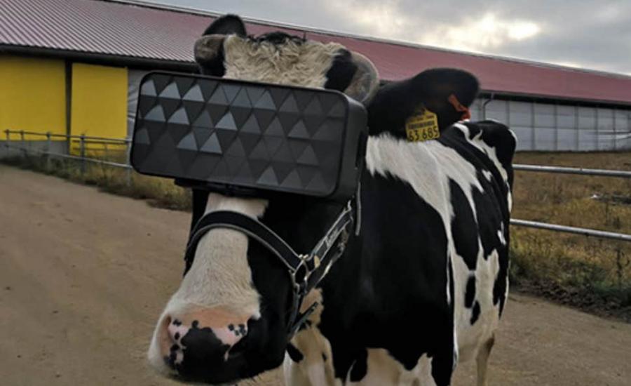 الأبقار ونظارات الواقع الافتراضي 