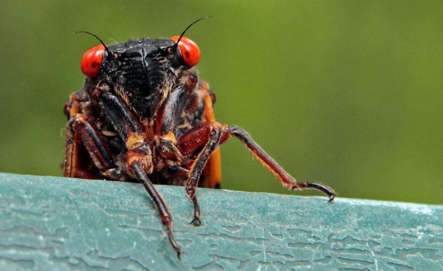حشرات Cicadas 