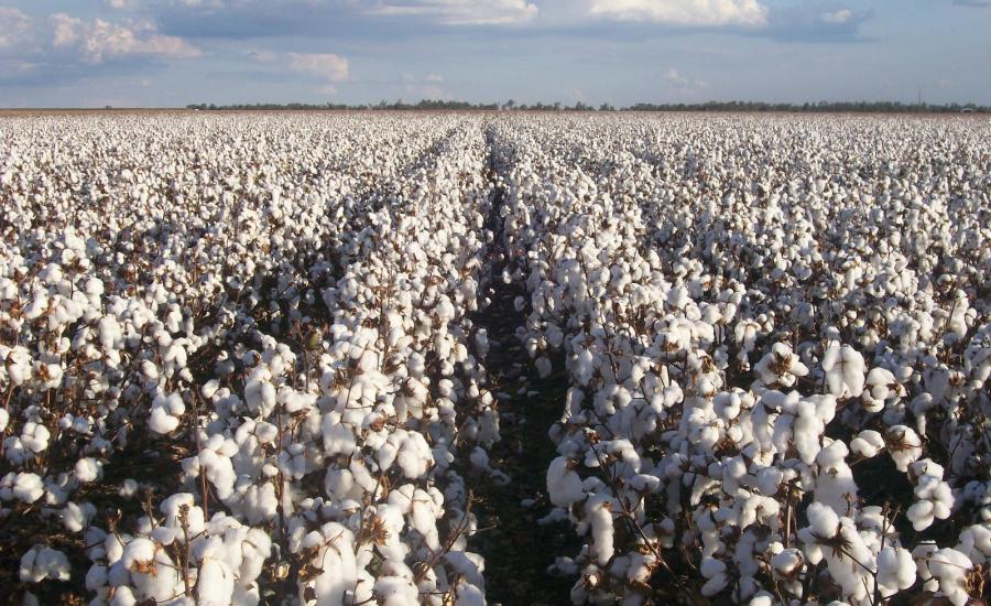 تركيا تعلن شرائها محصول السوادن من القطن البالغ 450 ألف طن