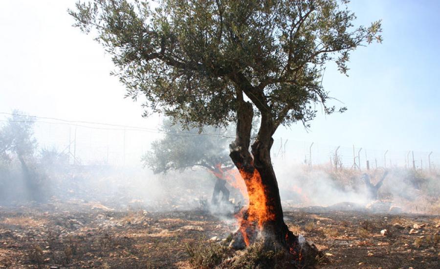 المستوطنون يحرقون اشجار زيتون في دير بلوط 