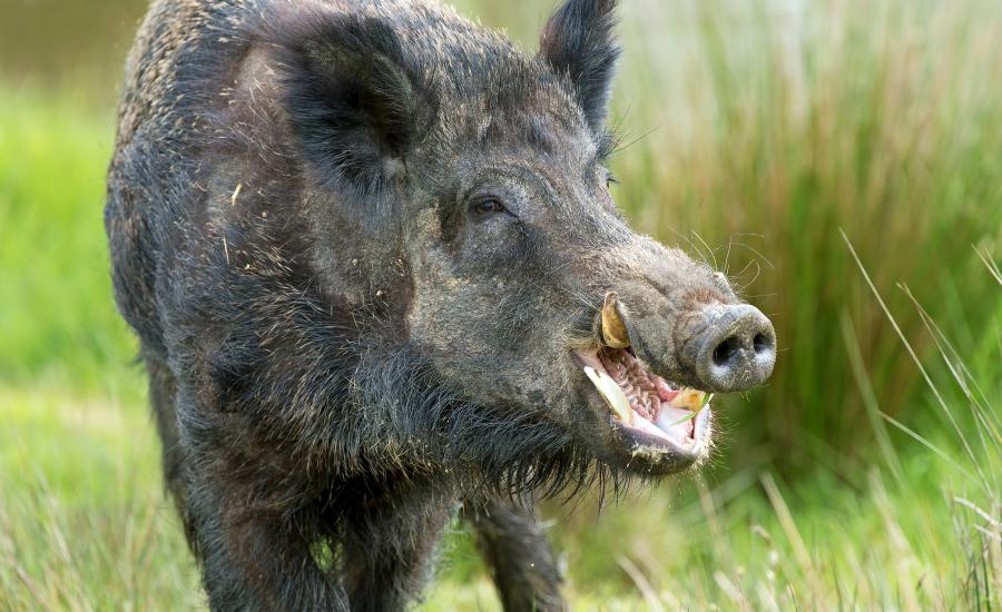 بلدية سلفيت وقتل الخنازير البرية 