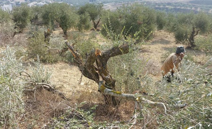 مستوطنون يقتلعون أشجار الزيتون في نابلس 