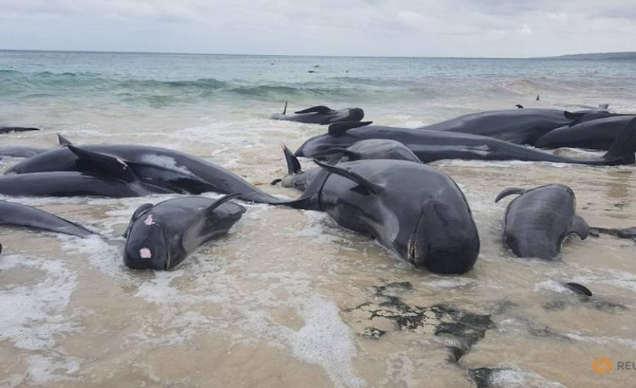 انتحار جماعي لحيتان في استراليا 