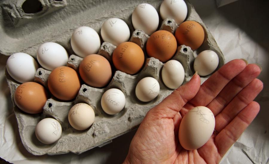 شركة تعلن عن وظائف براتب 10 دولارات وعلاوة تحفيزية 144 بيضة