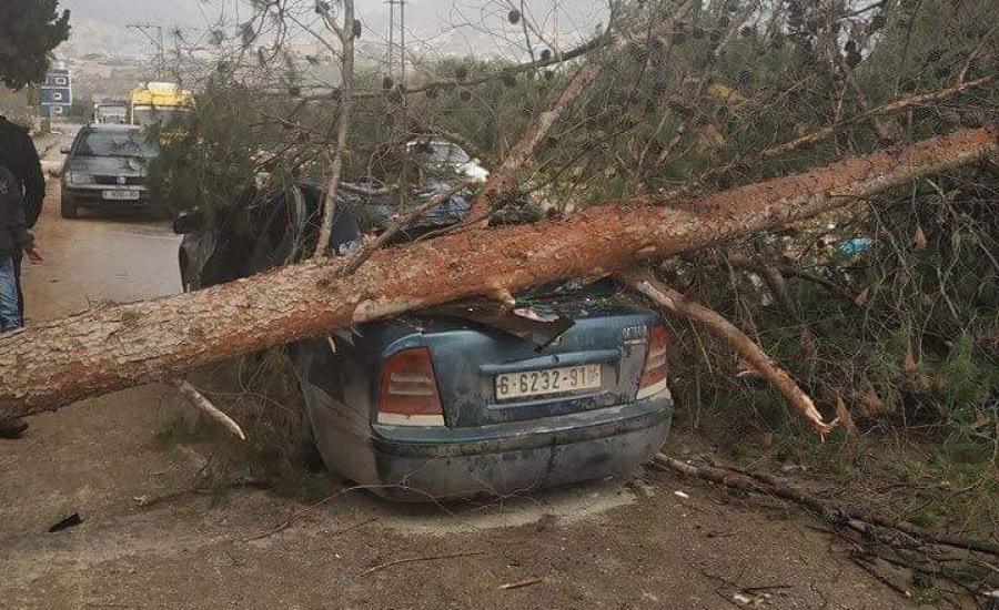 اصابة مواطنين في سقوط شجرة  في منطقة سالم بنابلس 