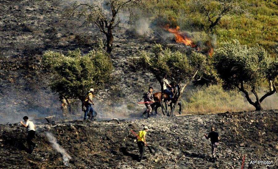 مستوطنون يحرقون 60 دونماً من أشجار الزيتون في بورين جنوب نابلس