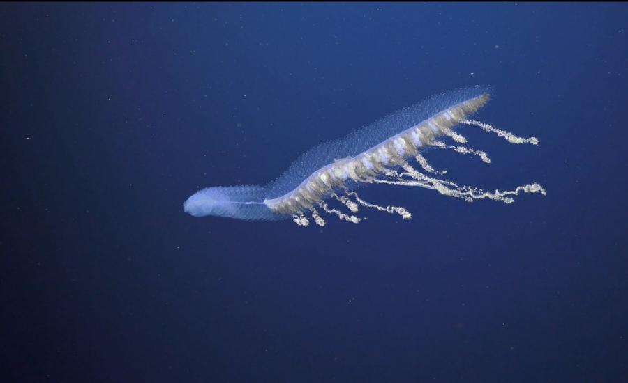 العثور على اضخم حيوان بحري في العالم 