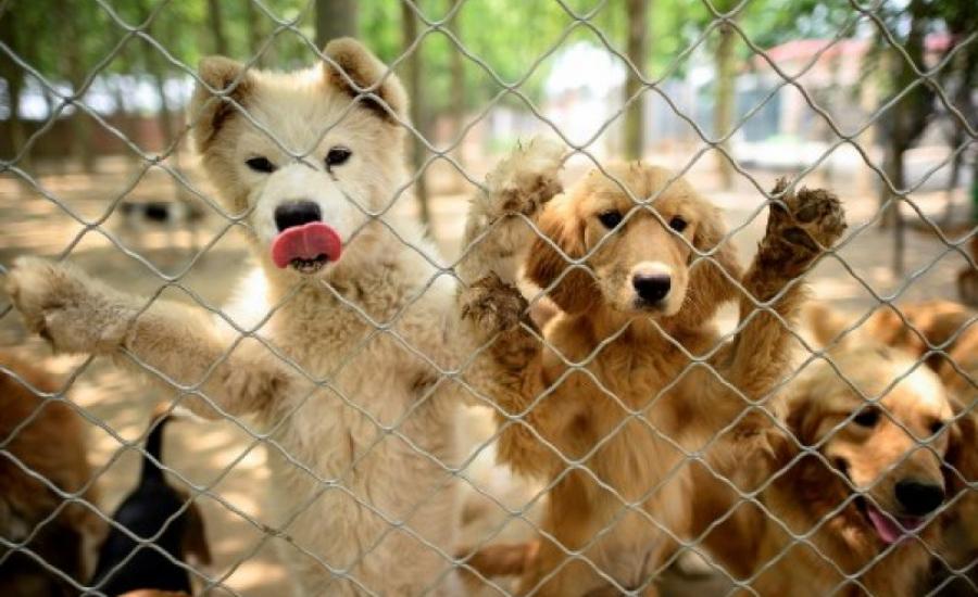 مهرجان لاكل الكلاب في الصين 