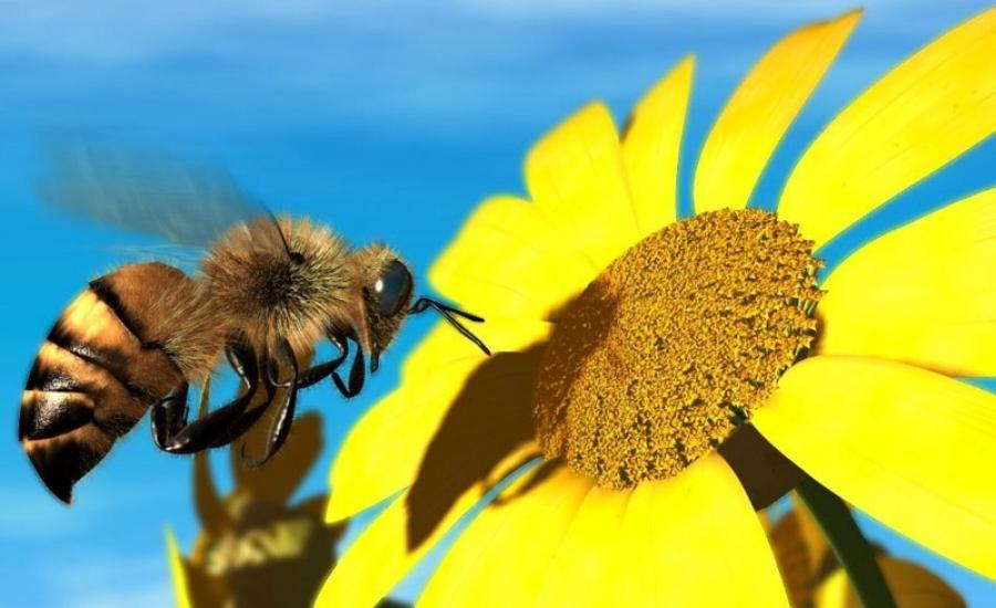 النحل قد يصاب بالتوحد