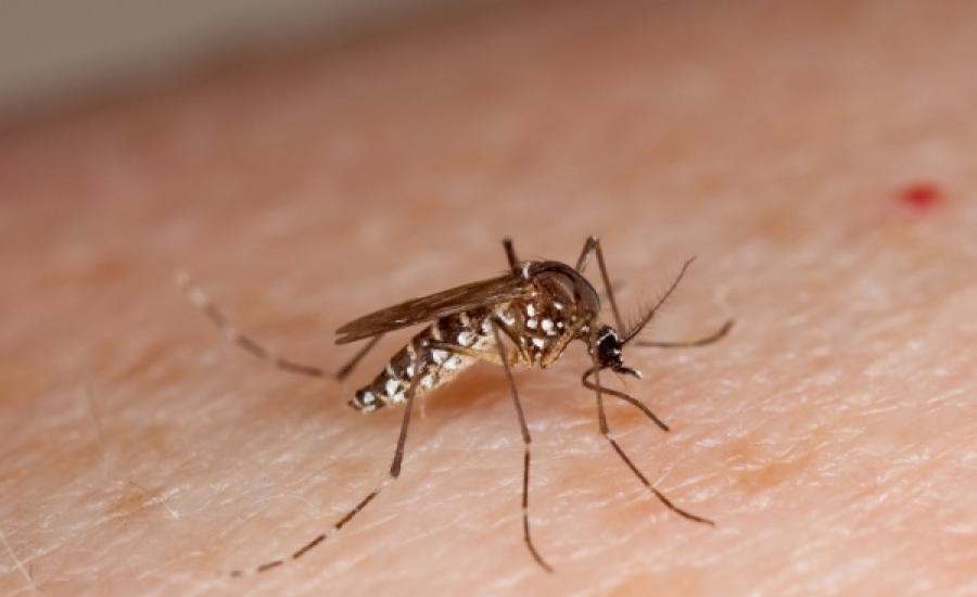 aedes-aegypti-mosquito