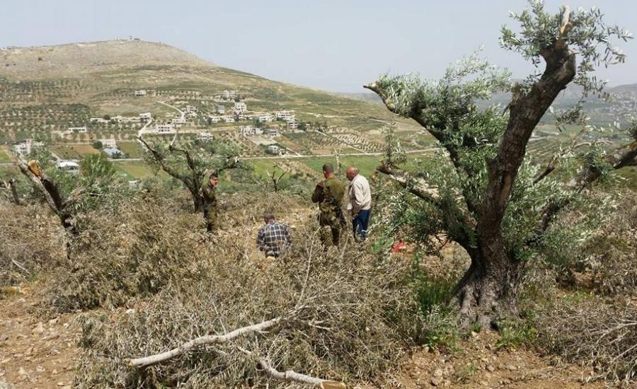مستوطنون يقطعون 100 شجرة زيتون في بورين جنوب نابلس