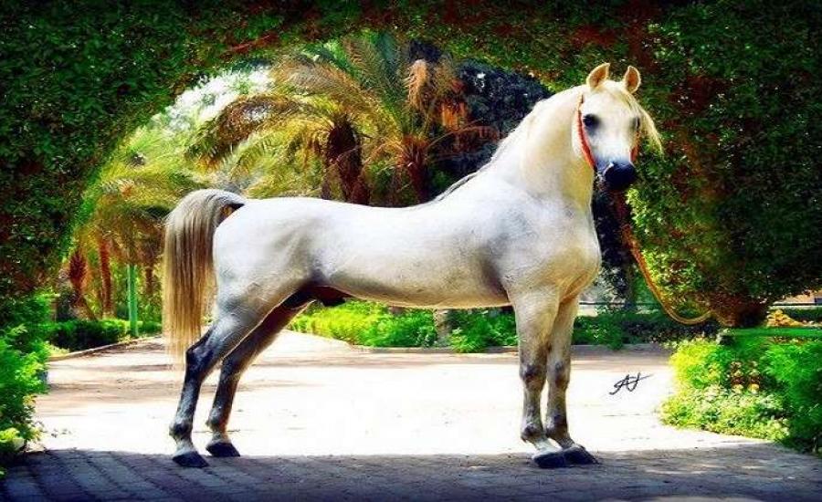 نفوق أجمل حصان في مصر ثمنه 10 مليون دولار لأسباب مؤسفة