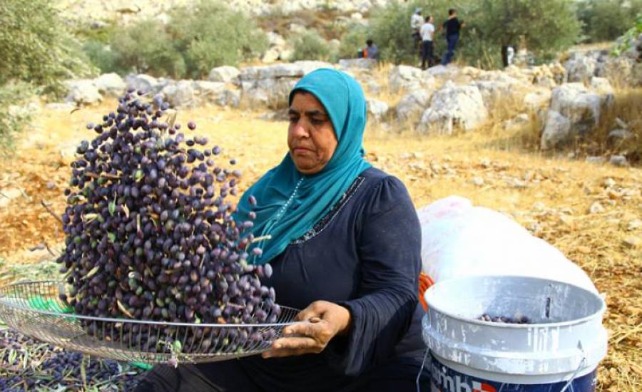 موعد قطف الزيتون في فلسطين 