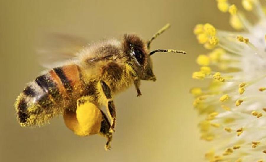النحل الاسرائيلي 