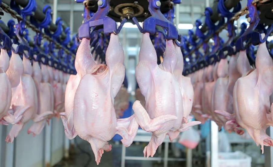 اسعار الدجاج في السوق الفلسطيني 