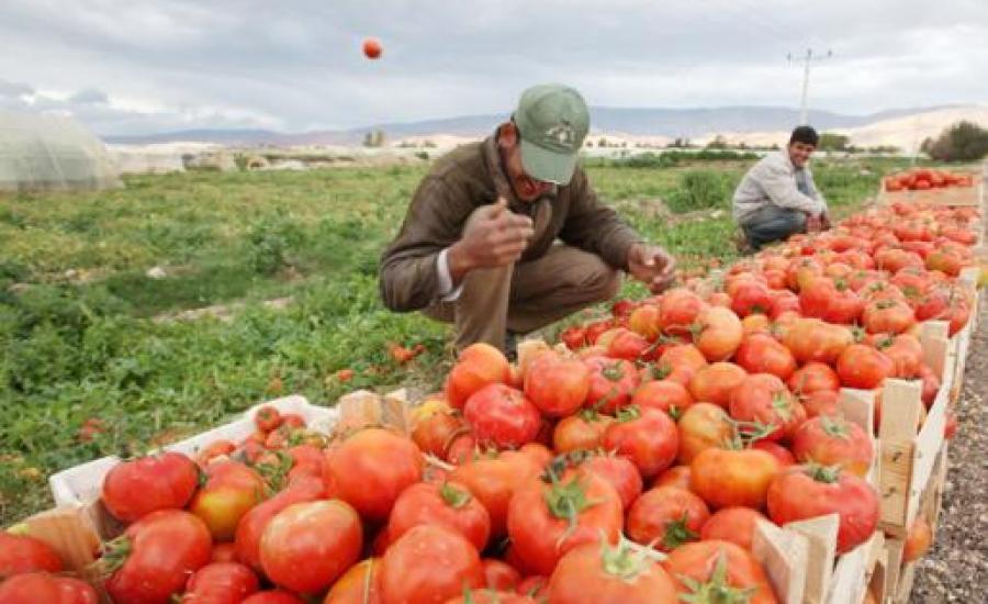  اسرائيل تعفي الطماطم من الجمارك
