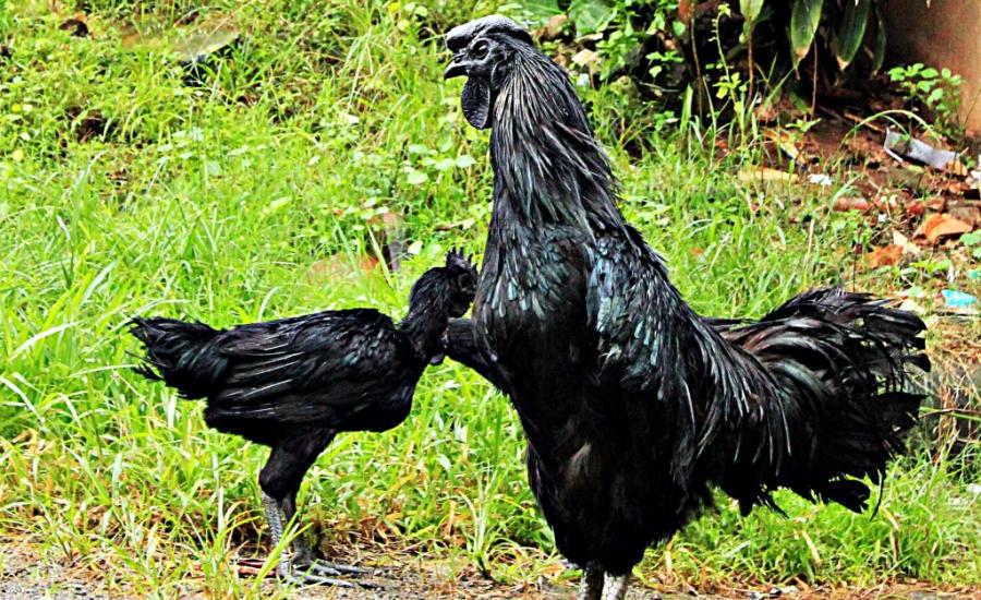 الدجاج الأسود 