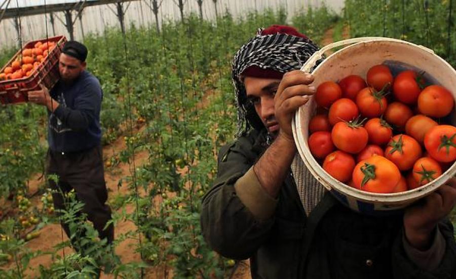 ارتفاع أسعار البندورة في غزة 